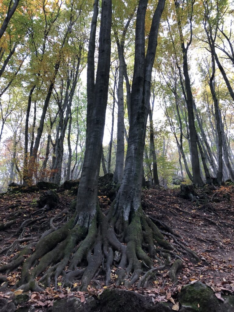 csaikon dera2021okt27 26